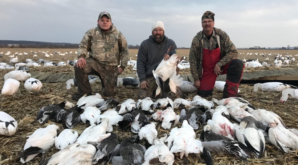 Spring Snow Goose - Fully Guided Hunts - 855-473-2875